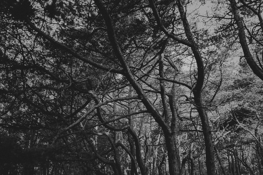 _MG_6649.jpg