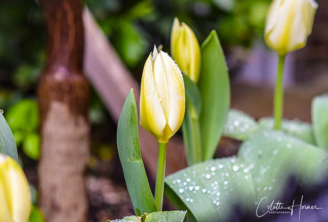 Yellow tulip.jpg