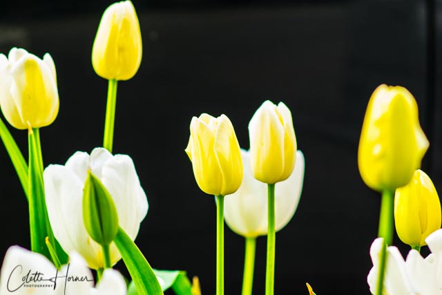 Yellow White Tulips.jpg