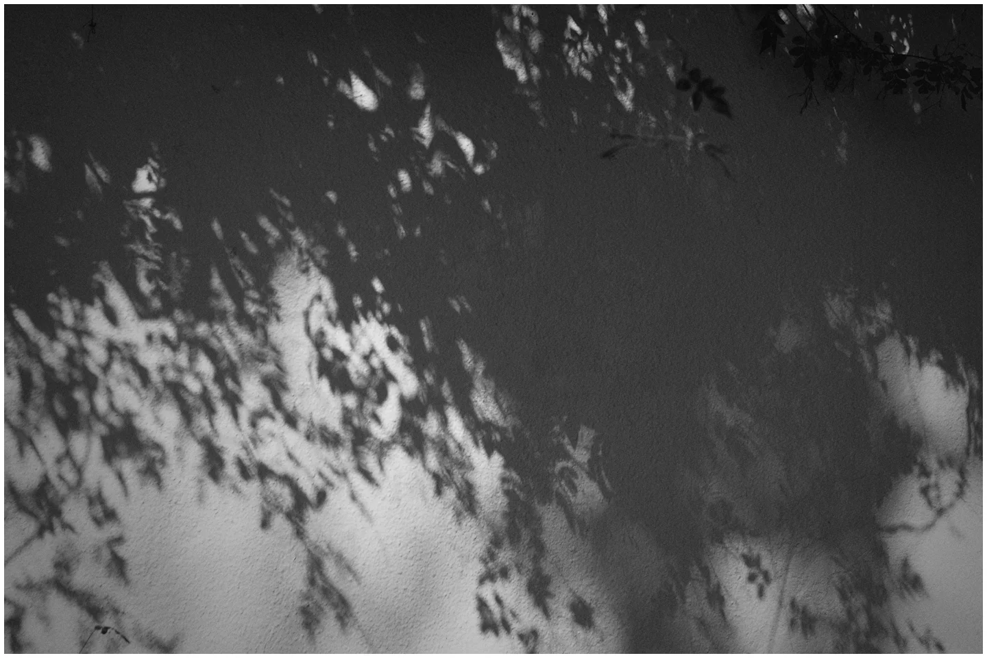 Sombras y jazmín / Shadows and jasmine