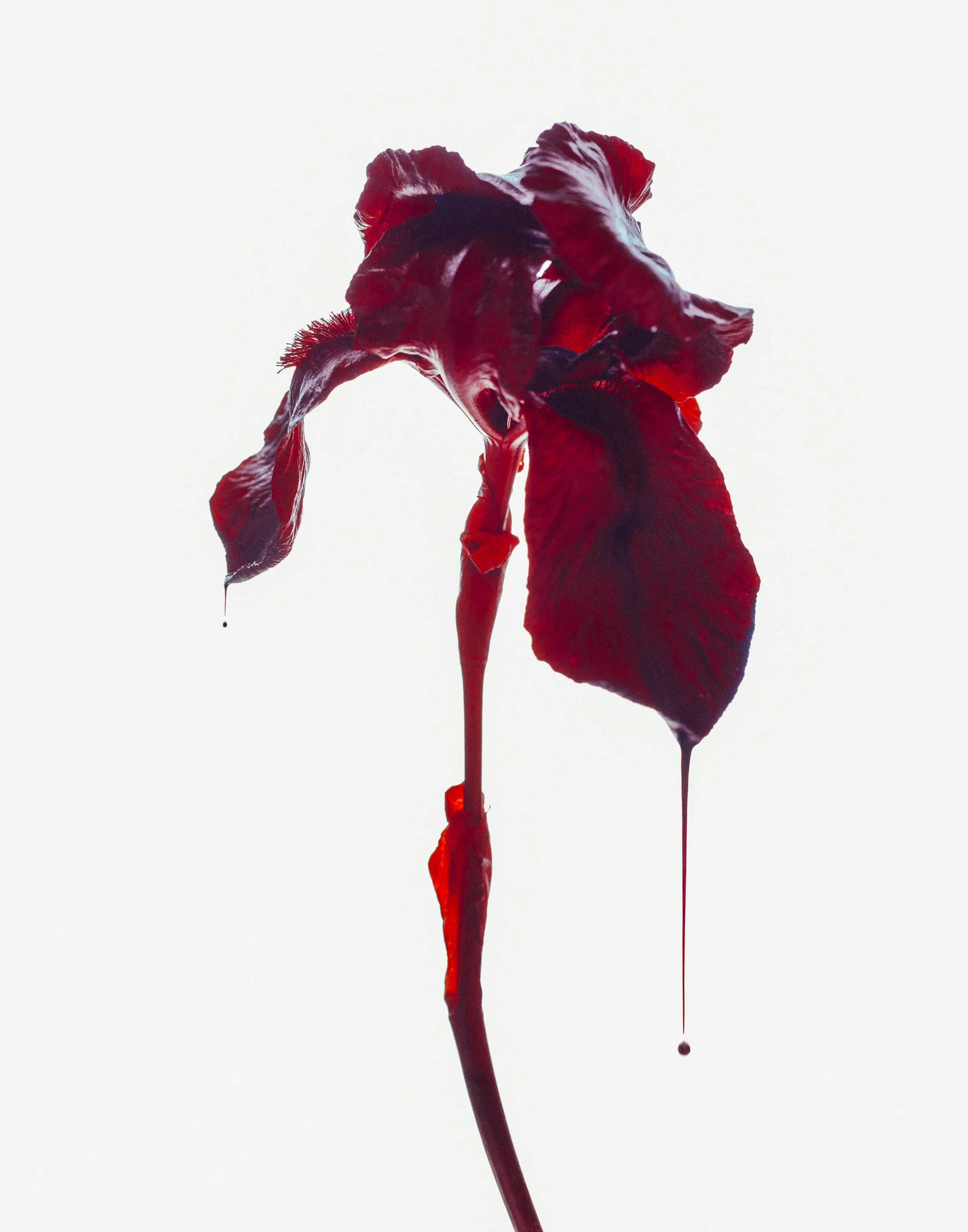 lirio rojo-001.jpg