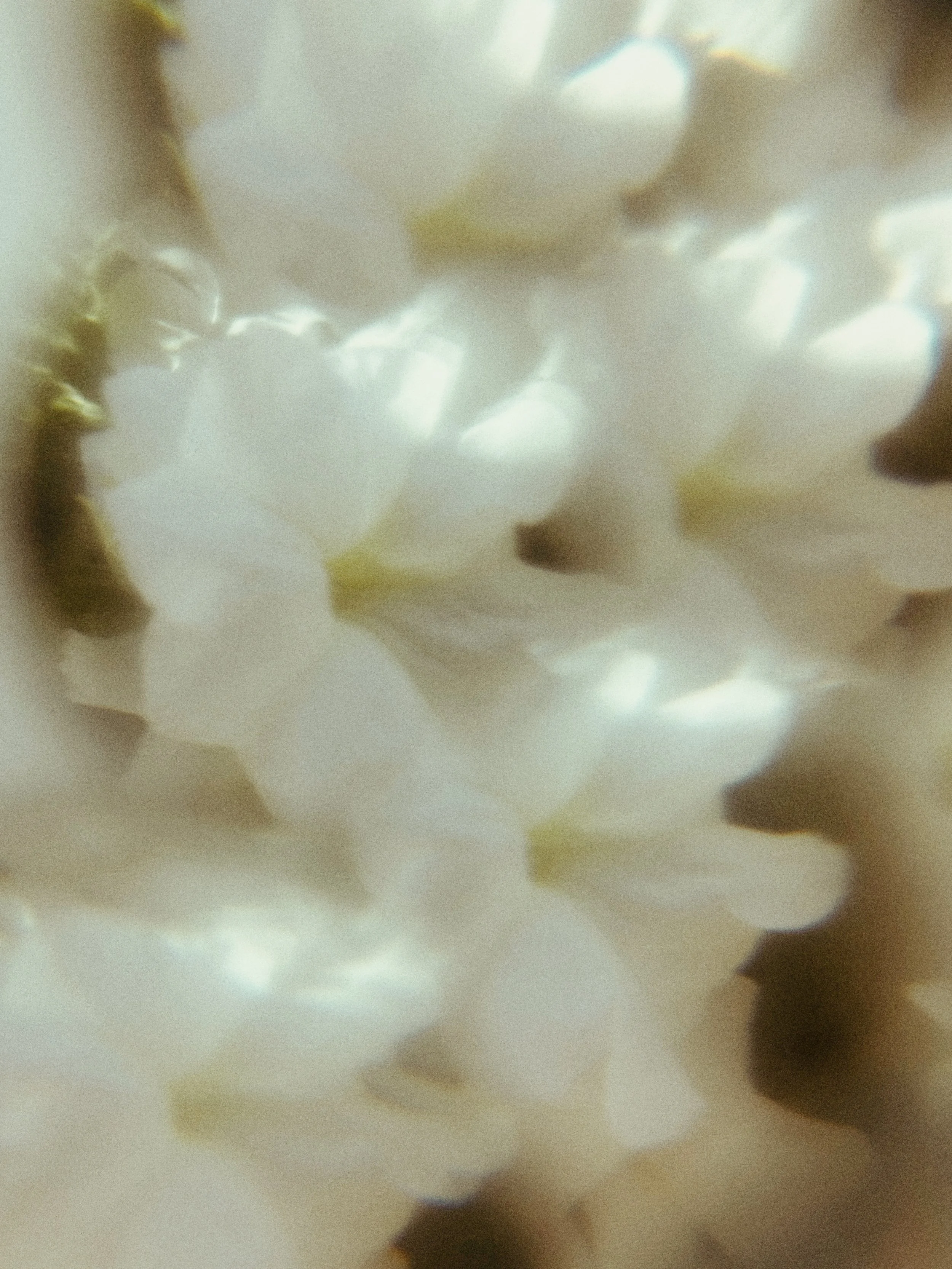 7C952759-3073-4F75-B62E-C173BB190832.jpeg