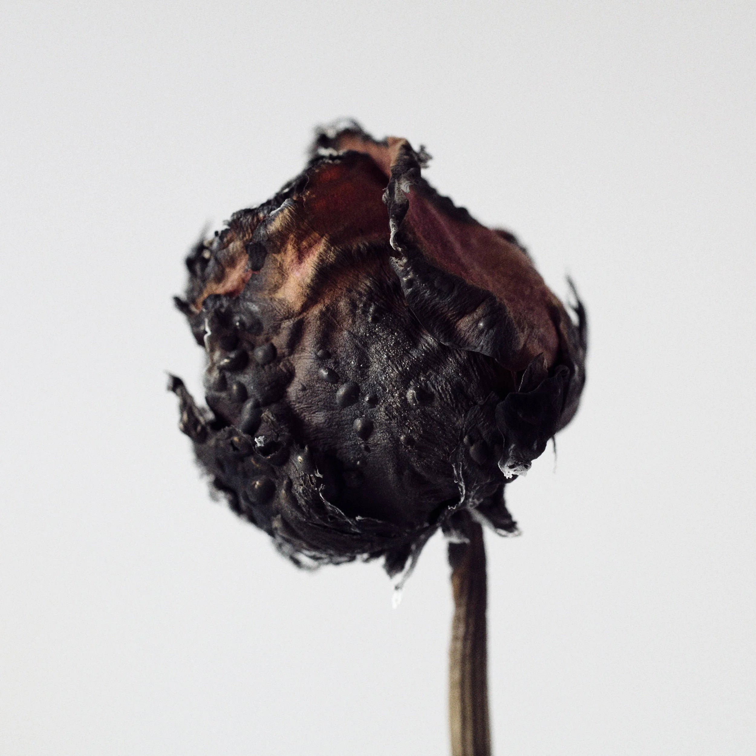ROSES_001.jpg