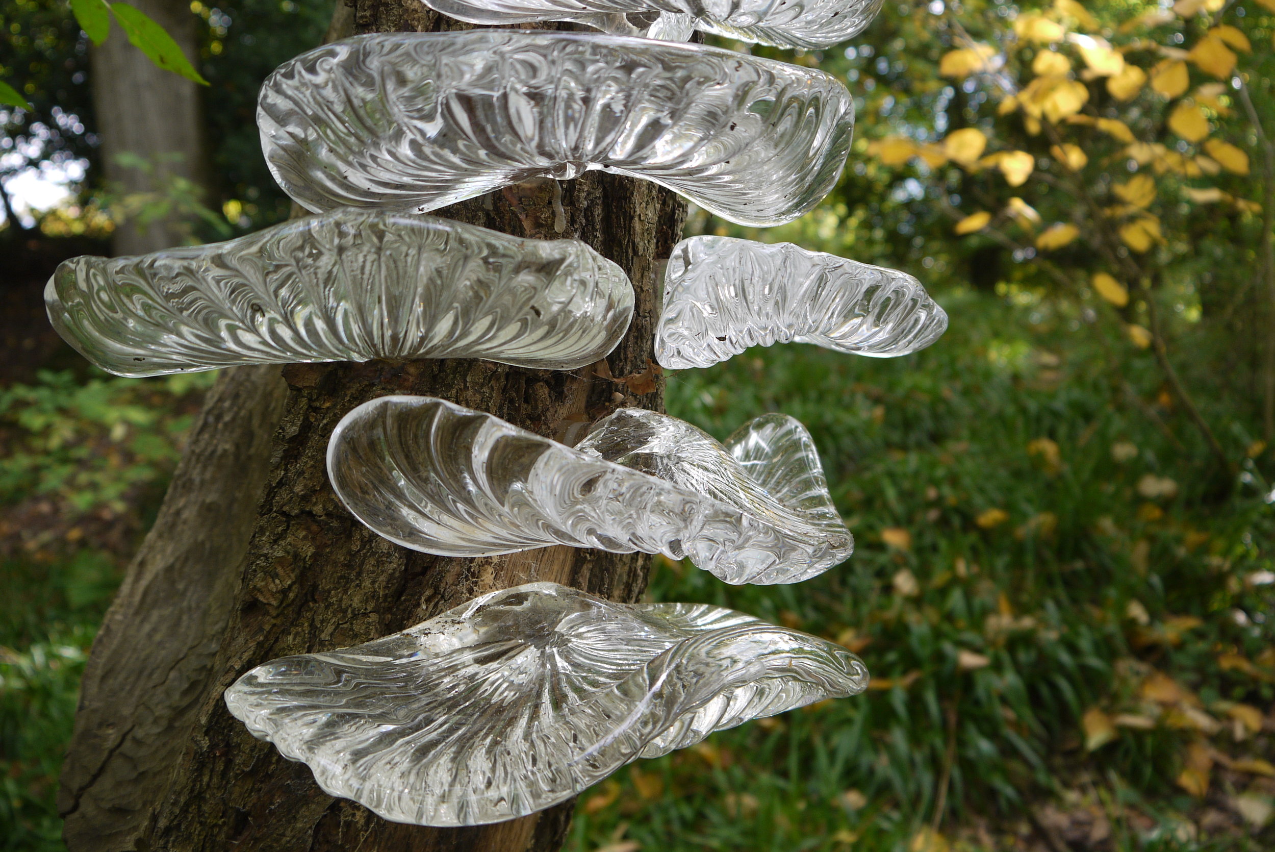 'Tree Fungus' Stephen Beardsell