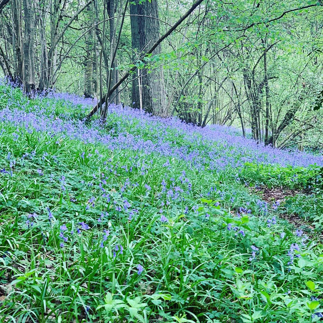 Bluebell woodland, magical in spring