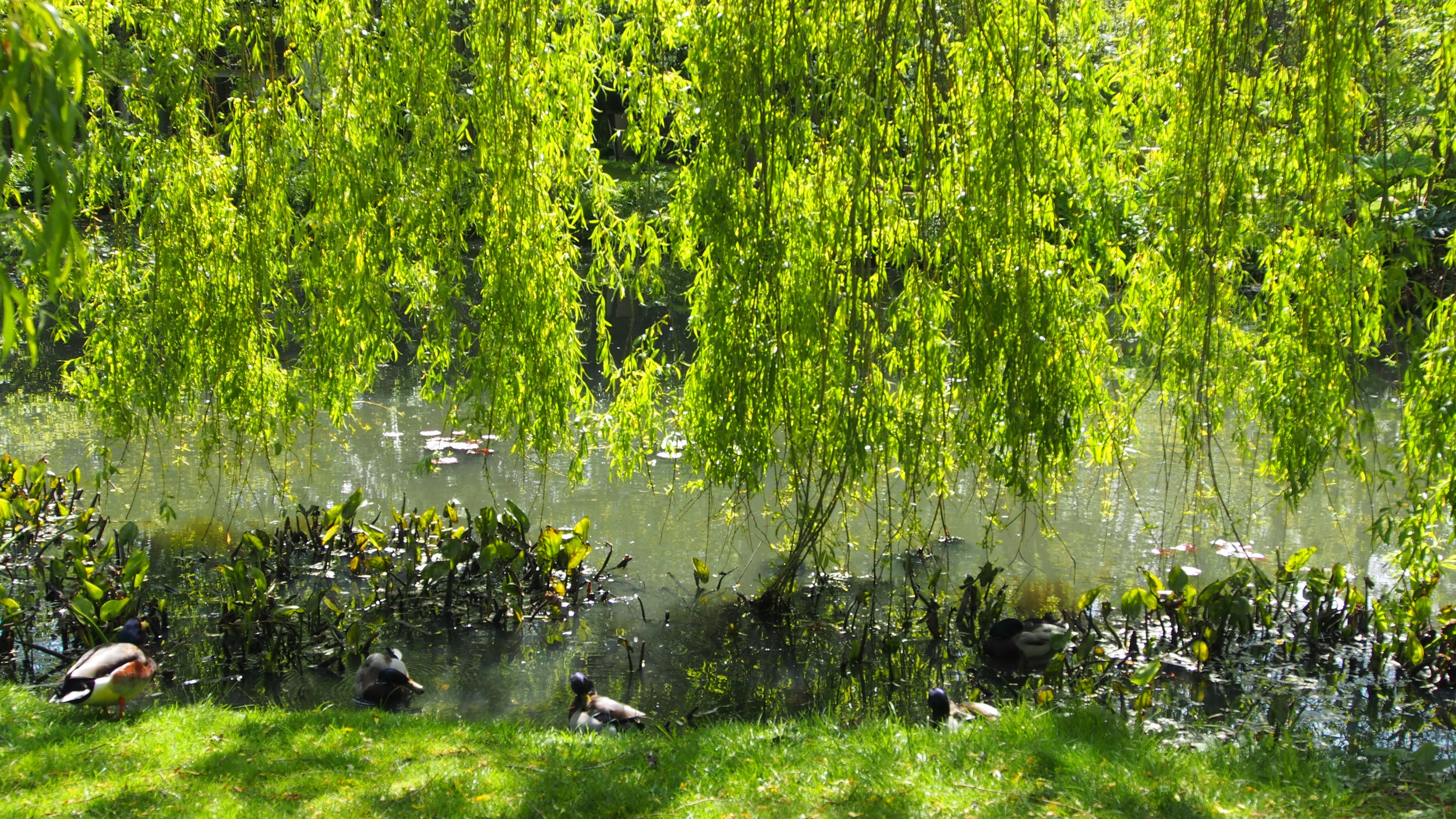 Beautiful light through the willow along the pond 
