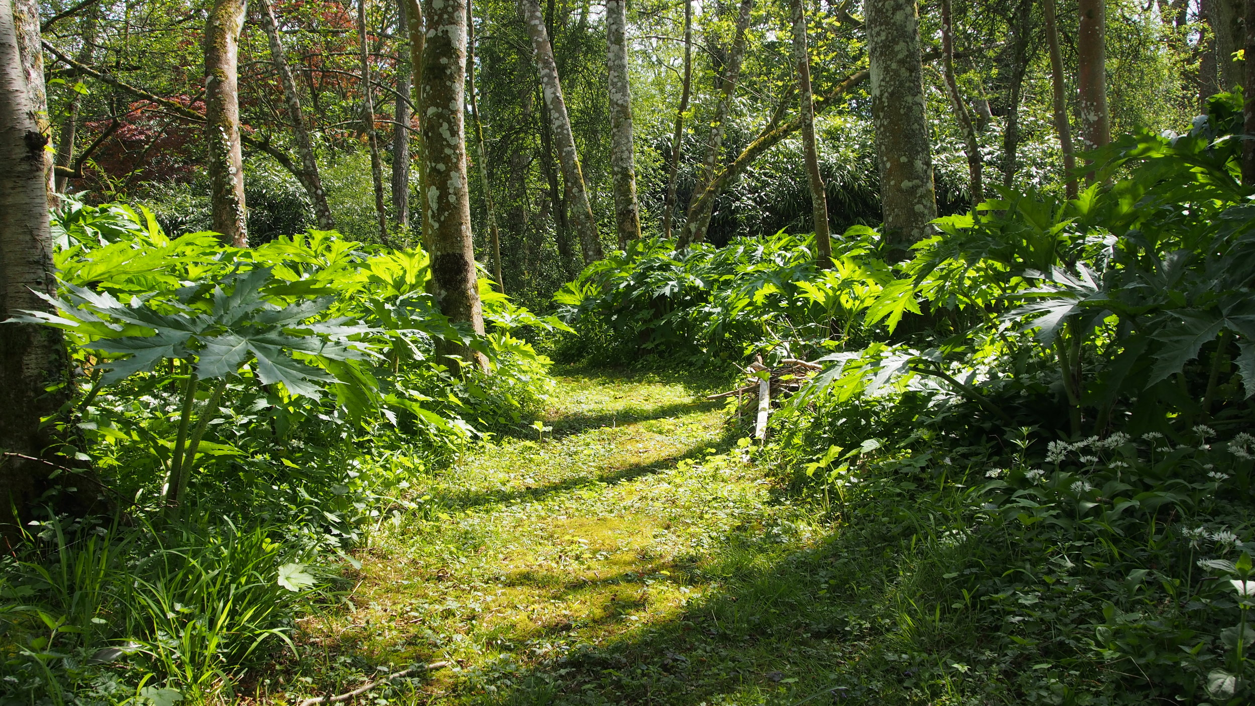 Winding paths allow nature to evolve in the garden