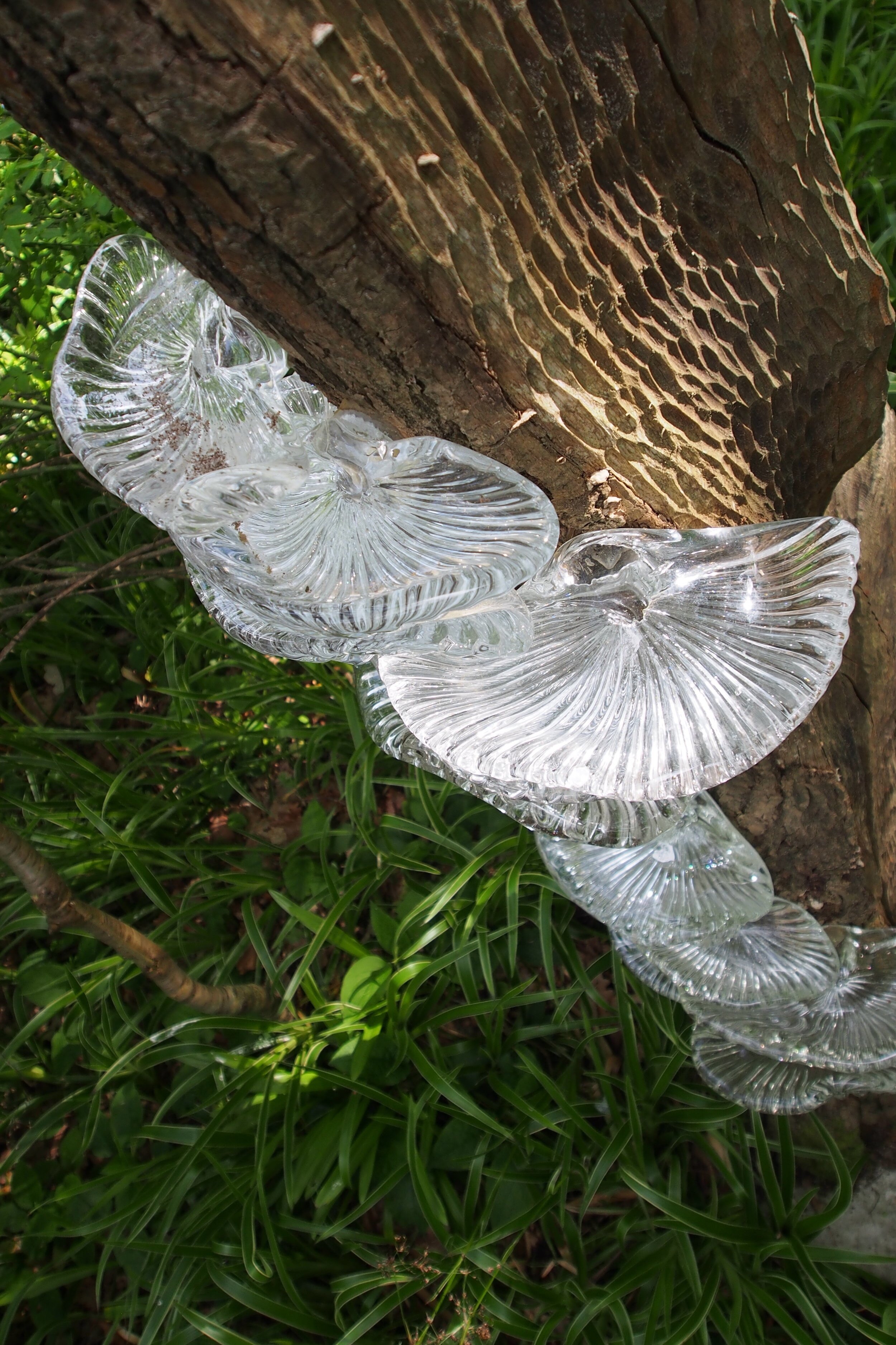 Tree Fungus