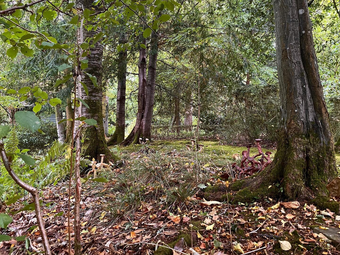 &lsquo;The thought in its entanglements&rsquo; 

The work finds its home in nature. Growing with the life around it. There are conversations happening between the life around the pieces and itself. 

That&rsquo;s it for me this week! If you haven&rsq