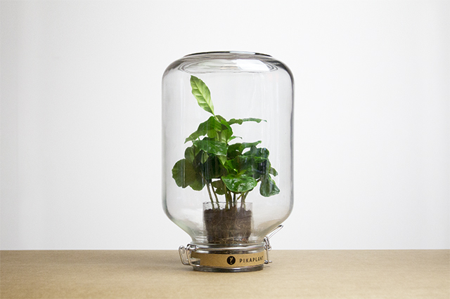 Pikaplant Jar