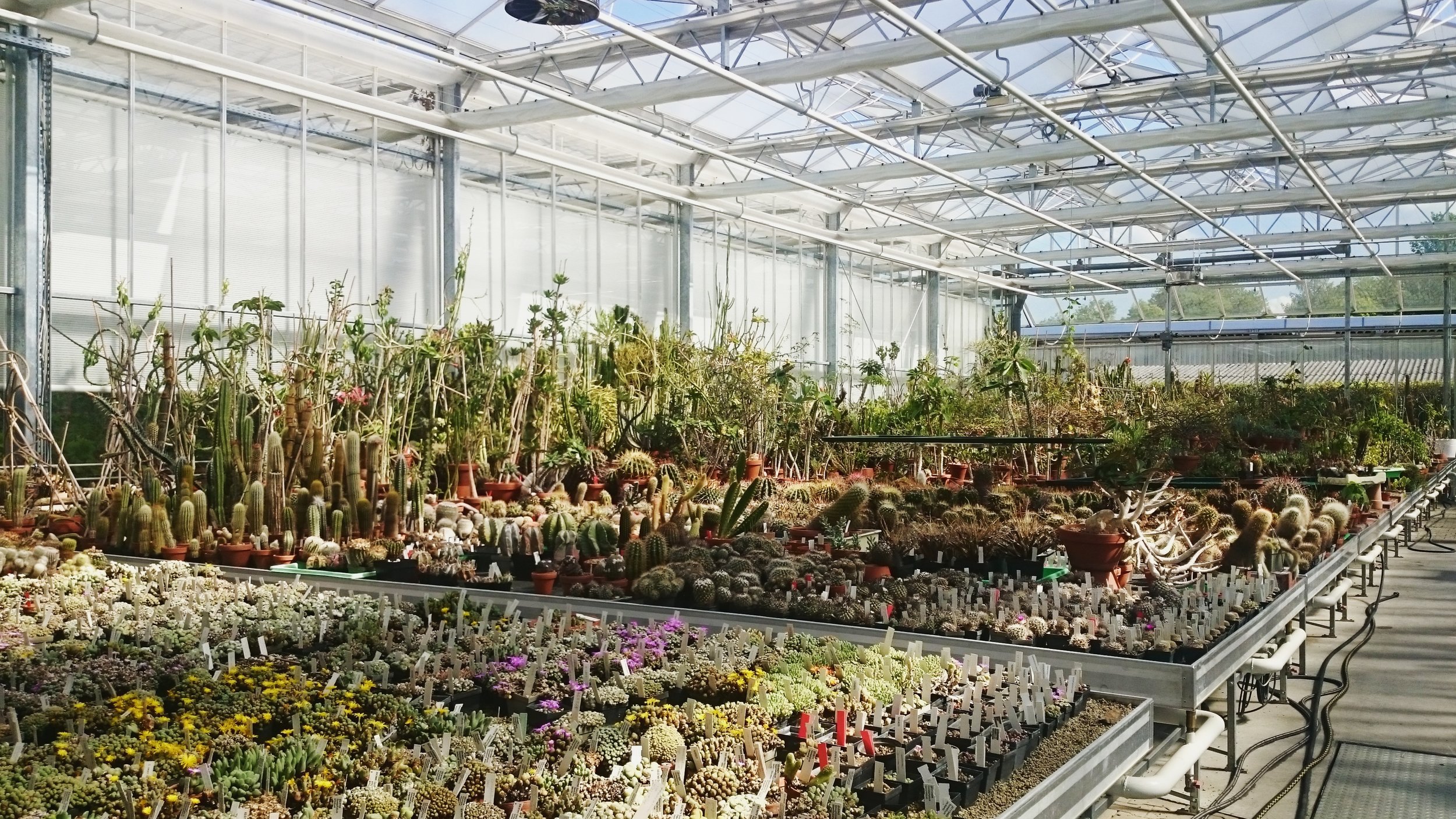 La nurserie des succulentes, Jardin botanique de Munich / Succulents nursery, Munich Botanical Garden