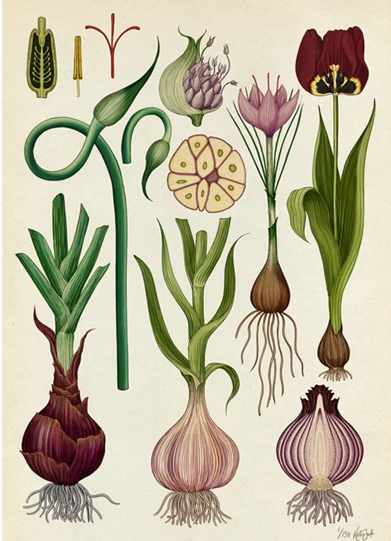 Green-monsters-botanicum-Bulbs.jpg