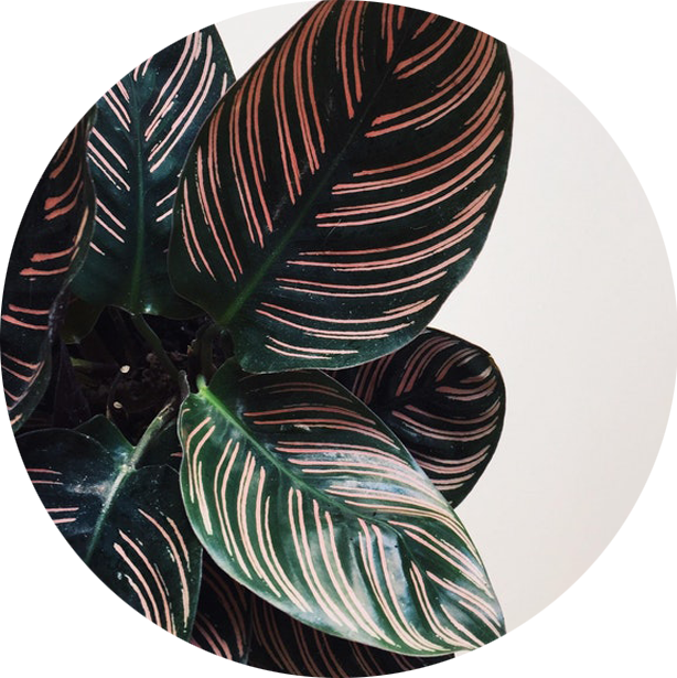 Green-monsters-plantes.png