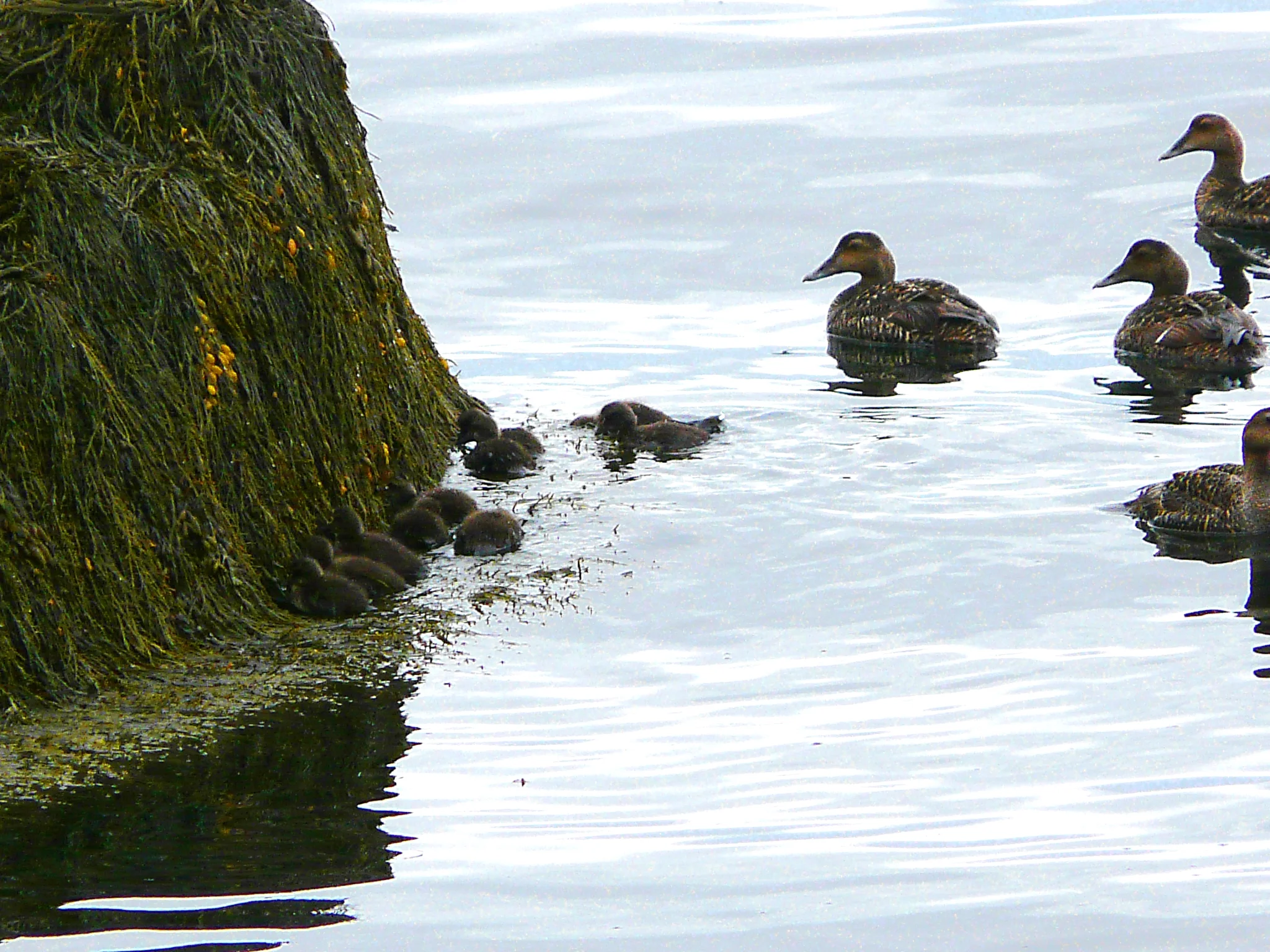 Common Eider chicks and hens, Somateria mollissima (J. Morrell photo)