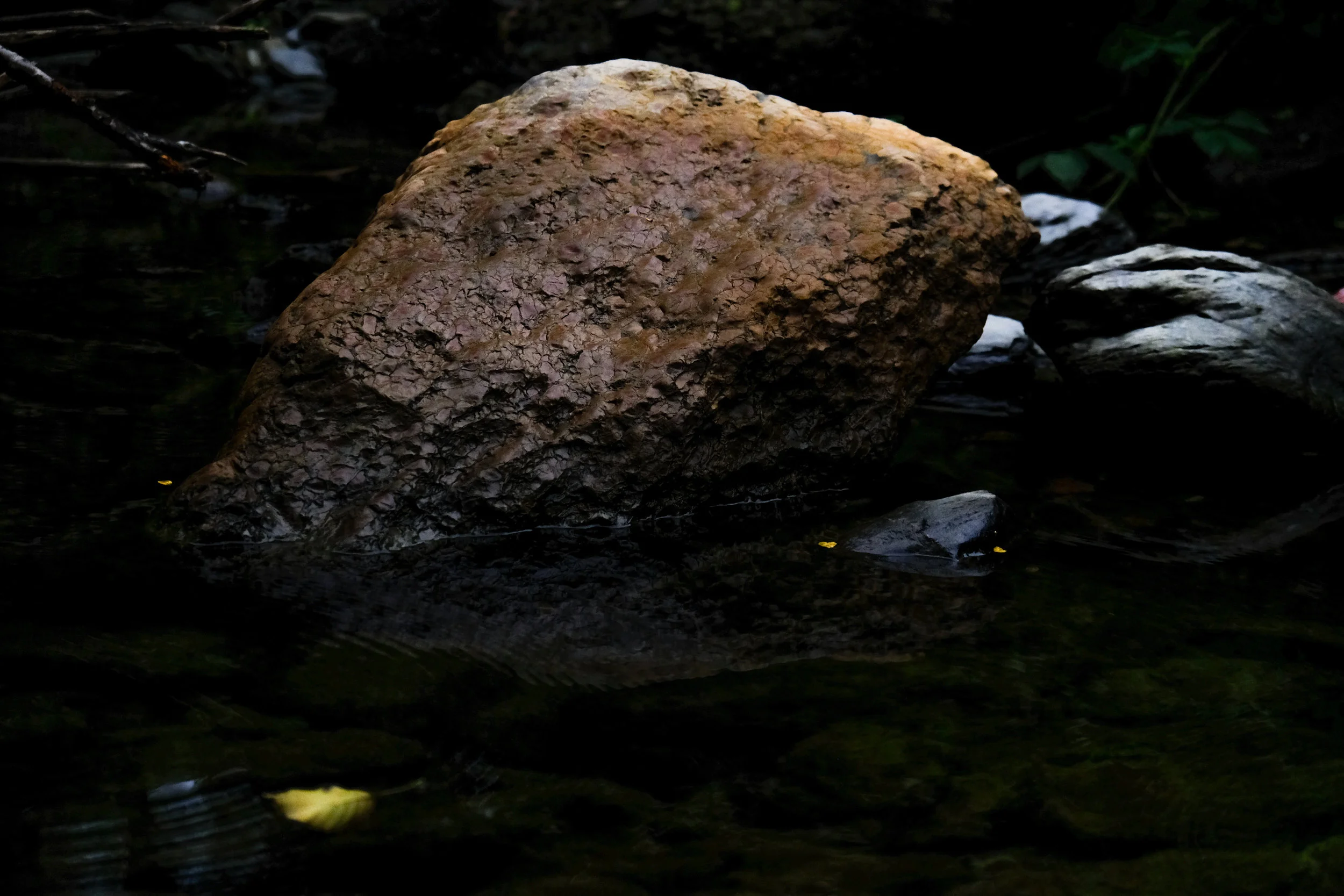 SYMBIOSIS-4.jpg
