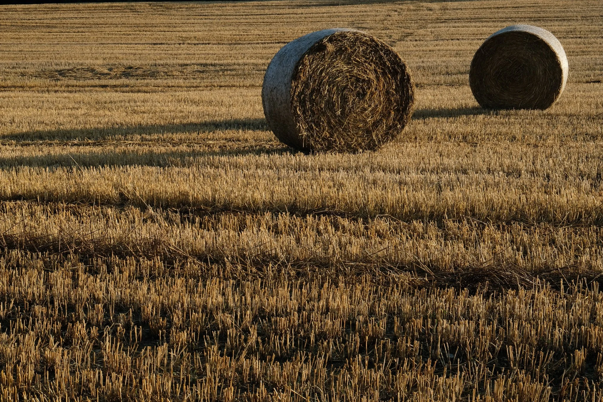 DSCF8785.jpg