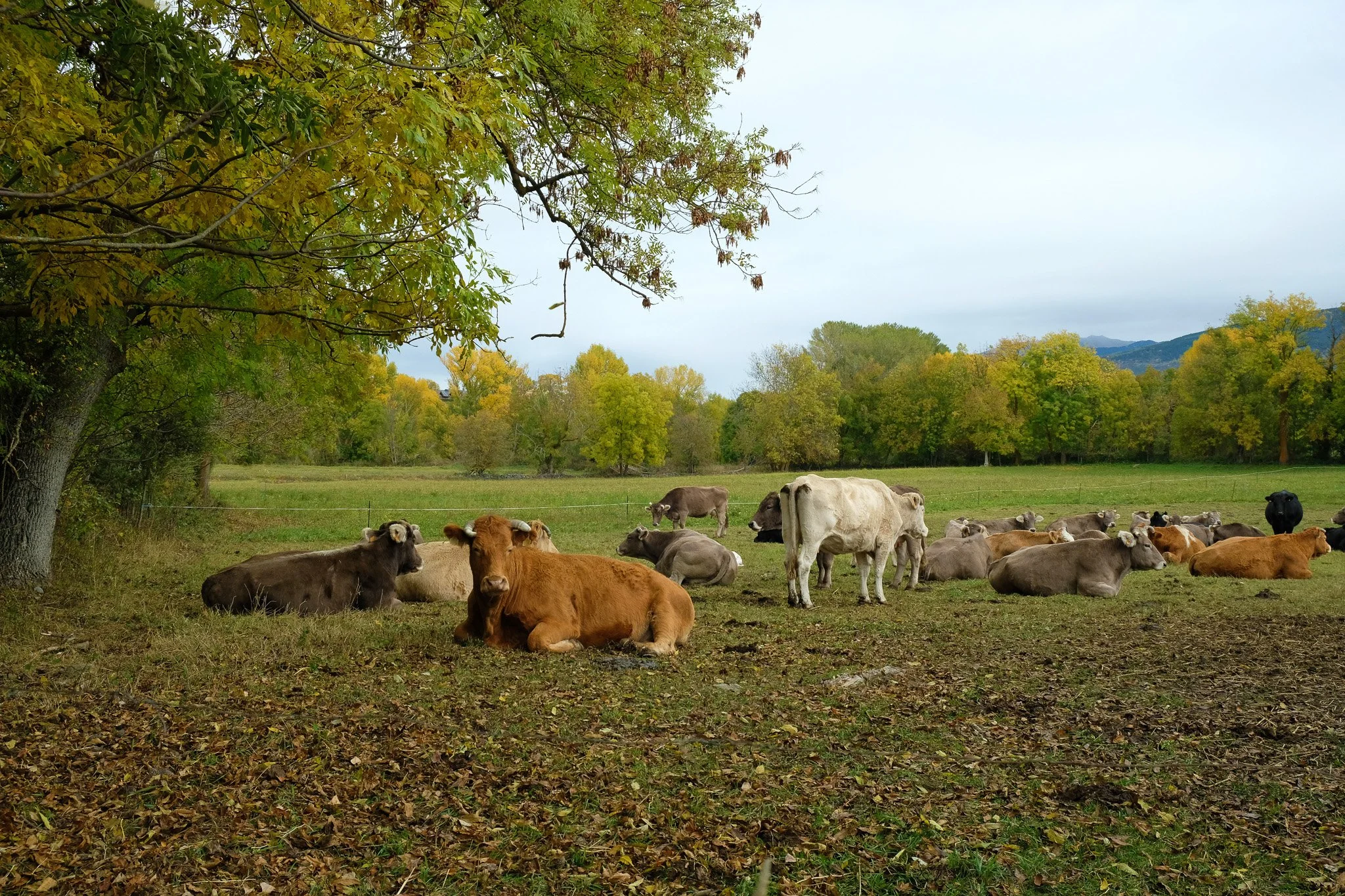 Otoño_2019_8.jpg