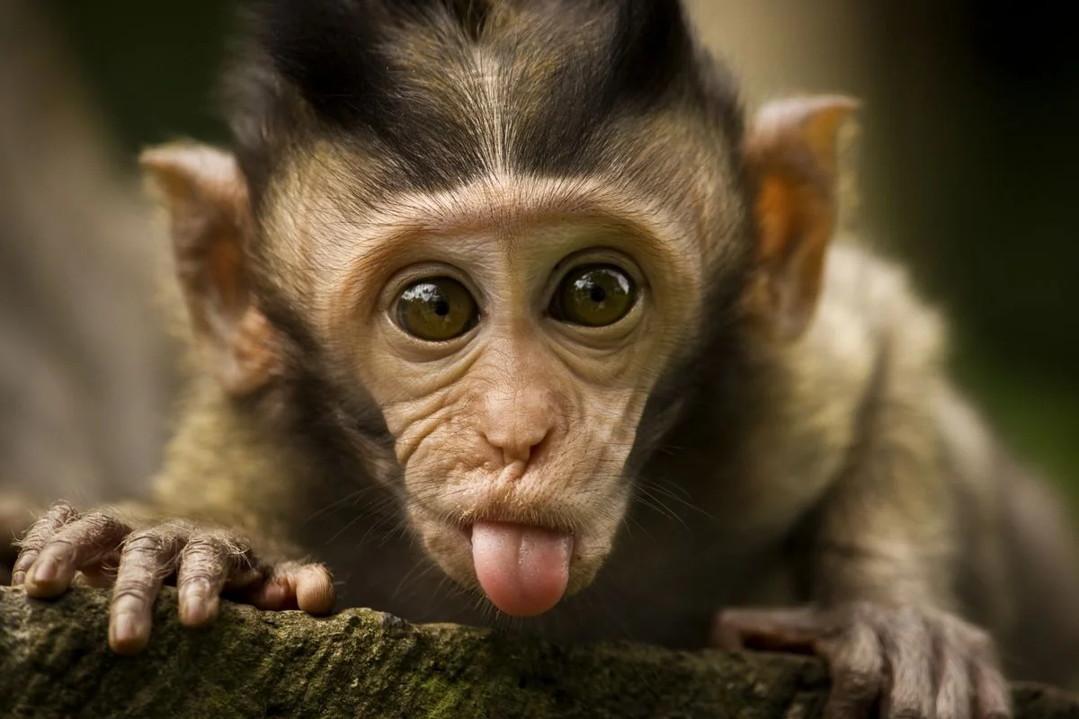monkey newsletter.jpg