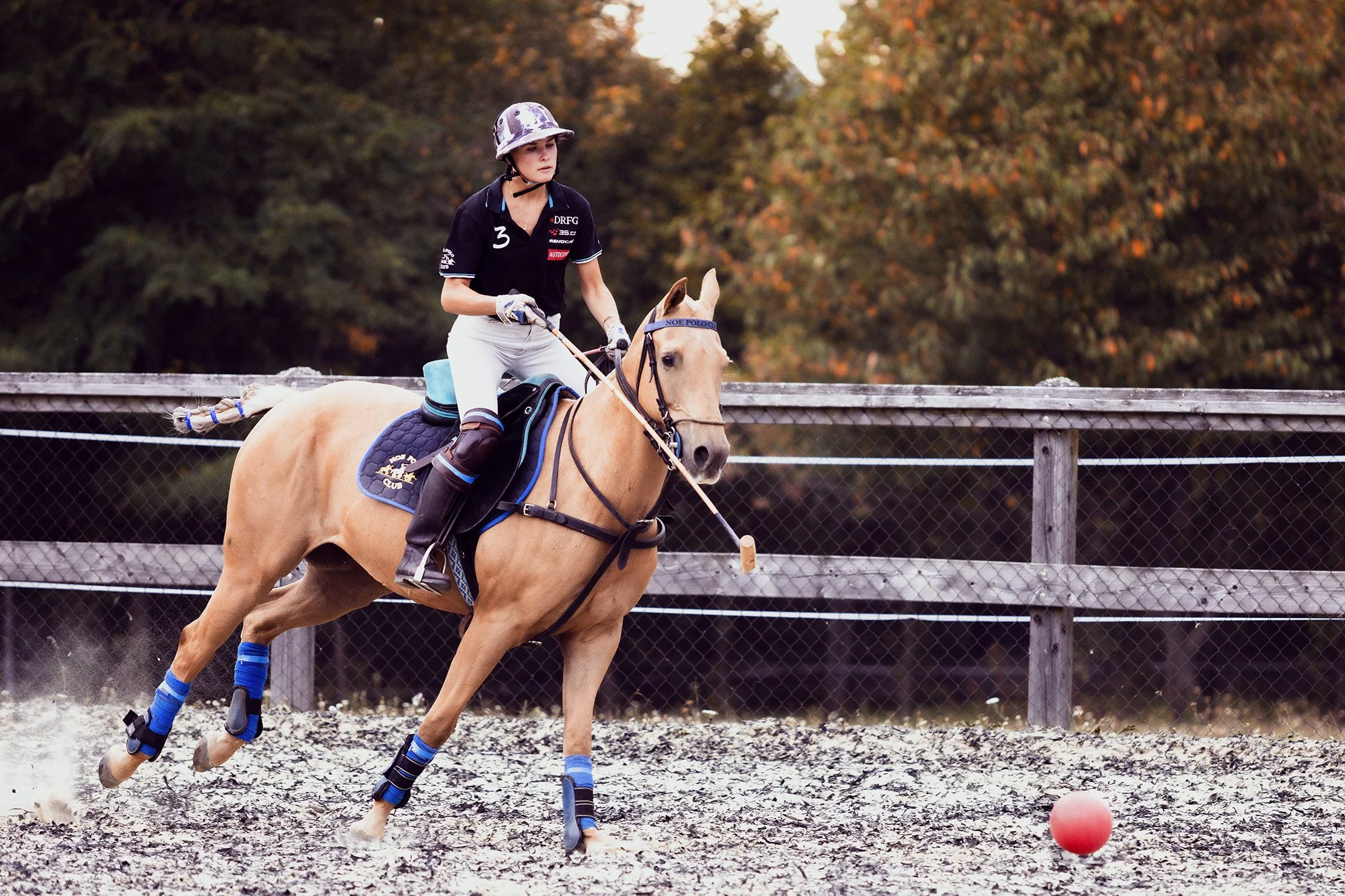 KONĚ A VŮNĚ ARGENTINY