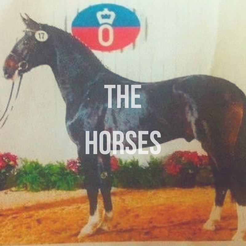 HORSES (2).png