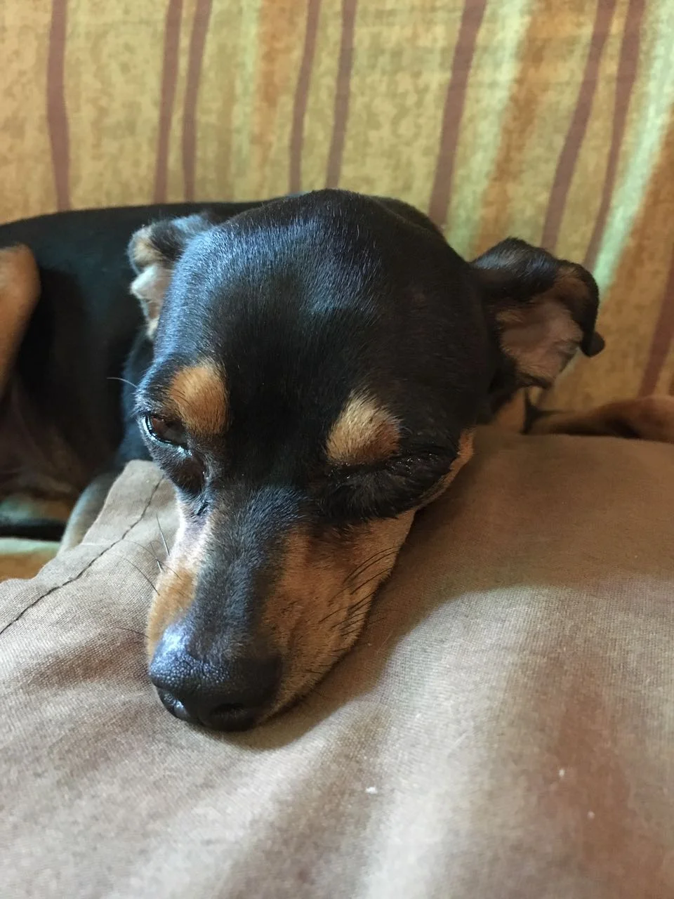 This poor little man also had a run with a ground beetle... Photo by Val Gunter