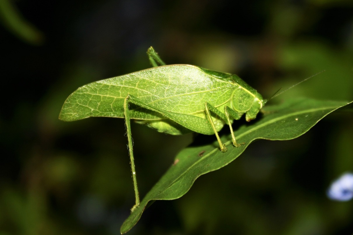 An adult Eurycorypha sp. (leaf katydid) from Ndumo Game Reserve.
