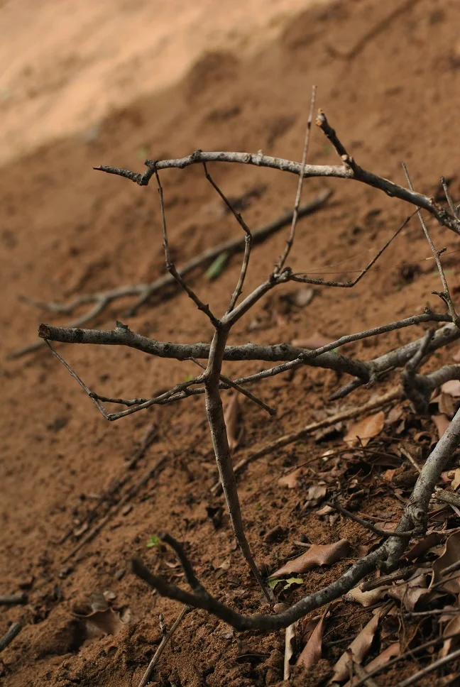 A stick insect from Tembe Elephant Park. Photo by Hayden Rattray