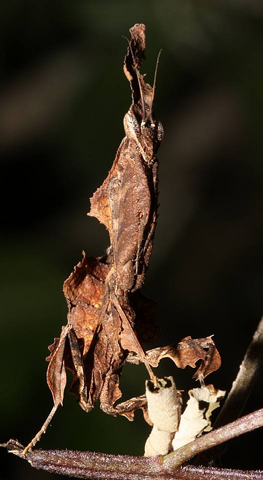 African ghost mantis (P hyllocrania paradoxa). Photo: Zephian Alberts