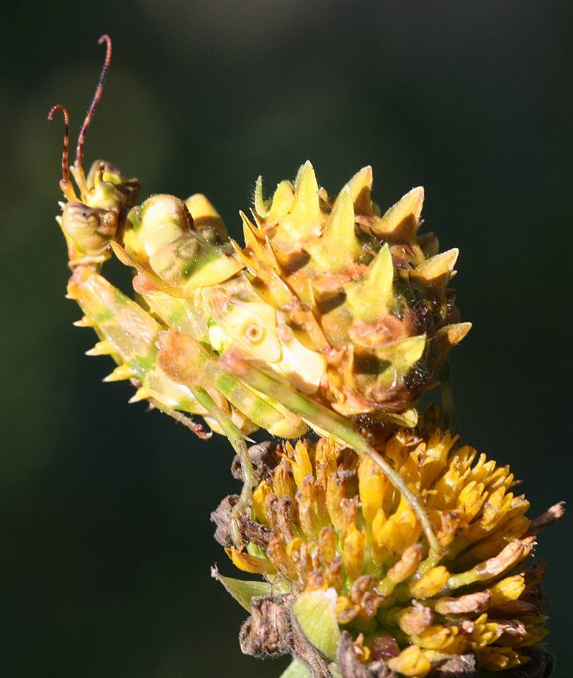 Eyed-flower mantis nymph ( Pseudocreobotra wahlbergi), an example of aggressive mimicry. Photo: Zephian Alberts