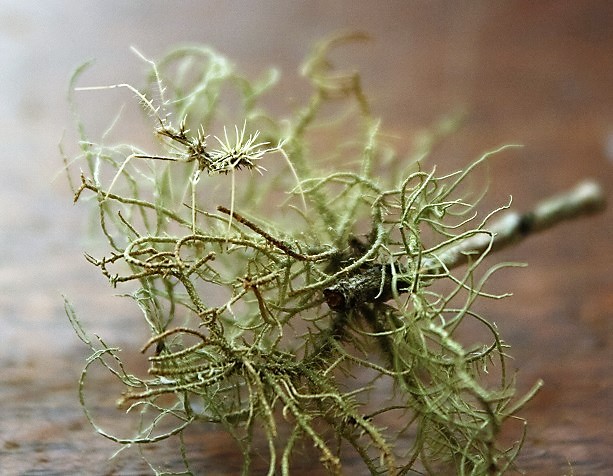 Unknown lichen-mimicking reduviid nymph, from Tembe.