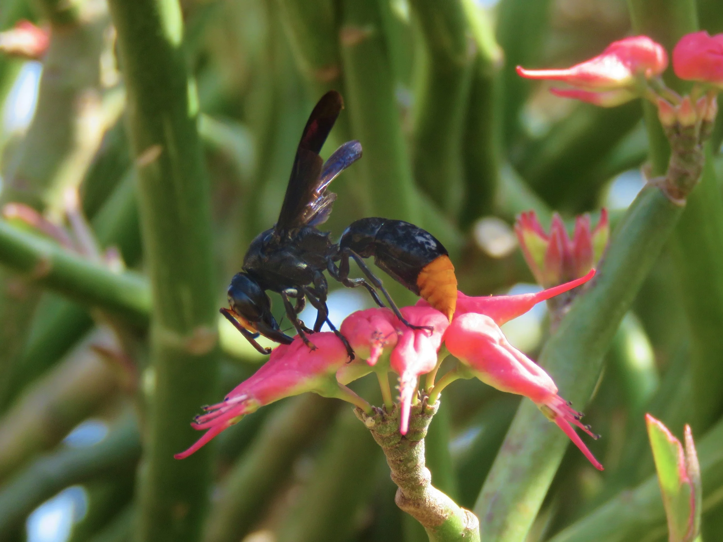 Synagris analis feeding on nectar in my garden.