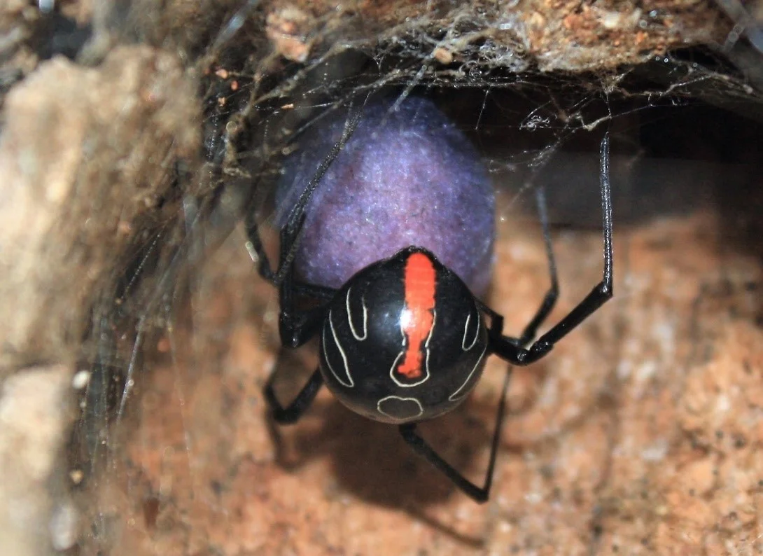 Phinda button spider from Tembe on freshly laid bright purple egg sac under light (infertile - rounded). Changes to shiny grey once dried .