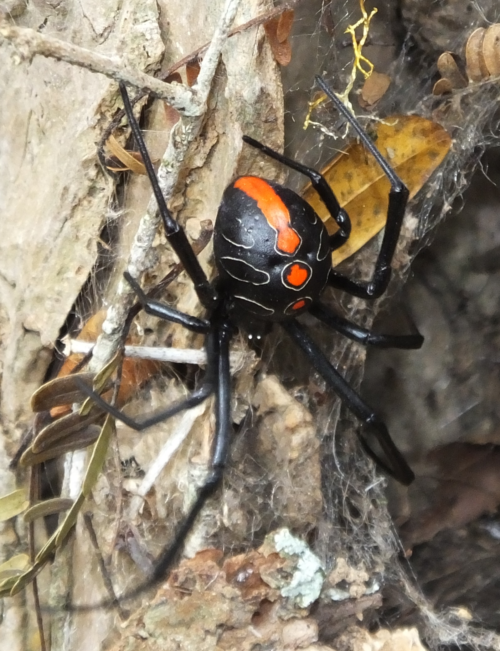 Young mature female Phinda button spider from Phinda, showing dorsal markings with red colours not yet faded and white dorsal circles filled red.