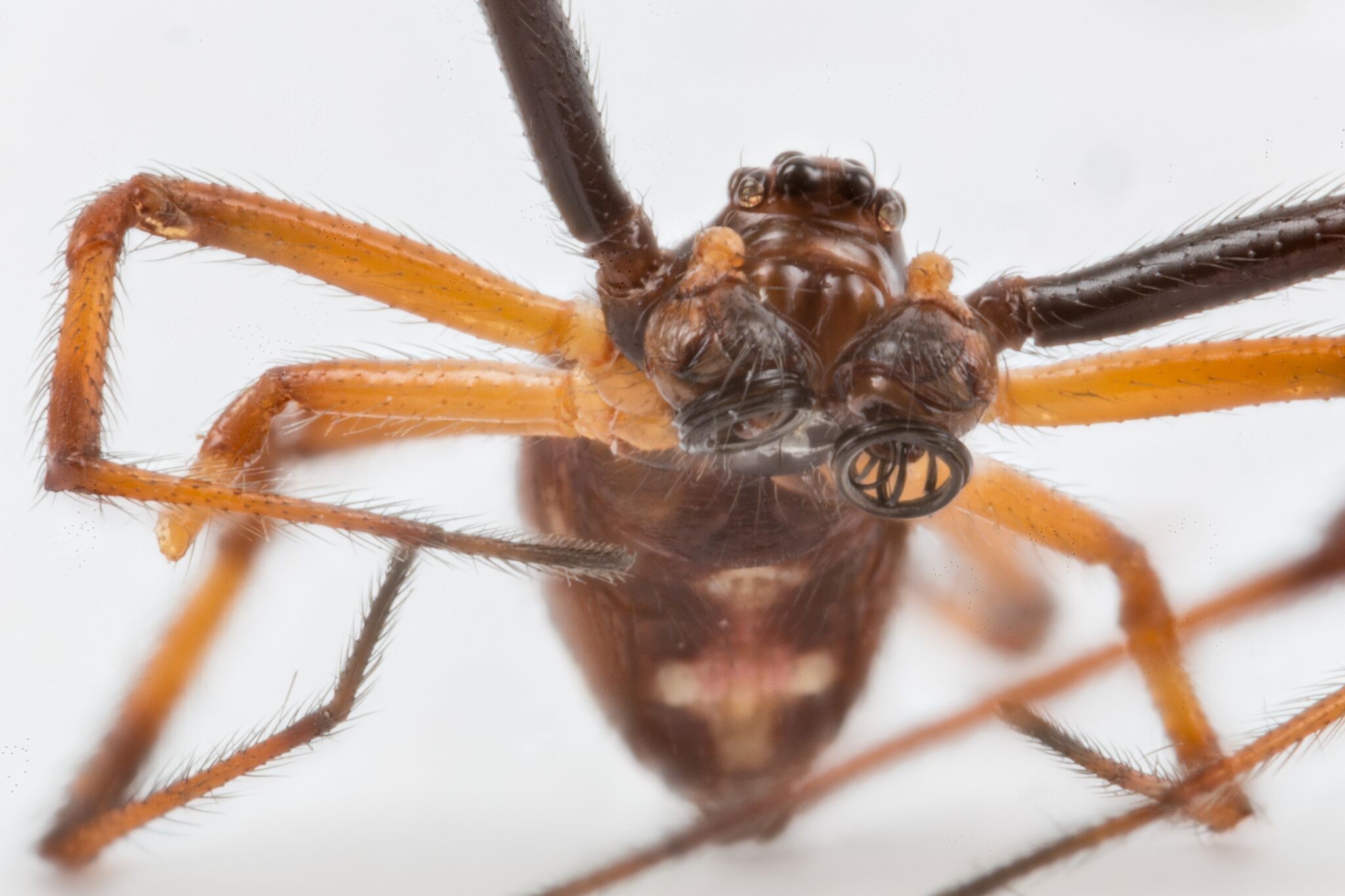Mature male Phinda button spider. Photo by Luke Verburgt