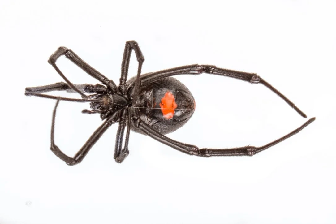 Phinda button spider mature female ventral marking. Photo by Luke Verburgt.