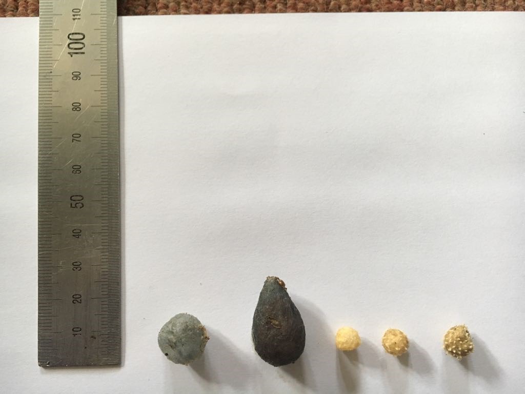 Left to right – old shrivelled egg sac from Phinda button spider (Tembe), infertile and rounded; fertile and tear-drop shaped egg sac from Phinda button spider (Phinda) compared to egg sacs of L . geometricus (Phinda) for size and shape