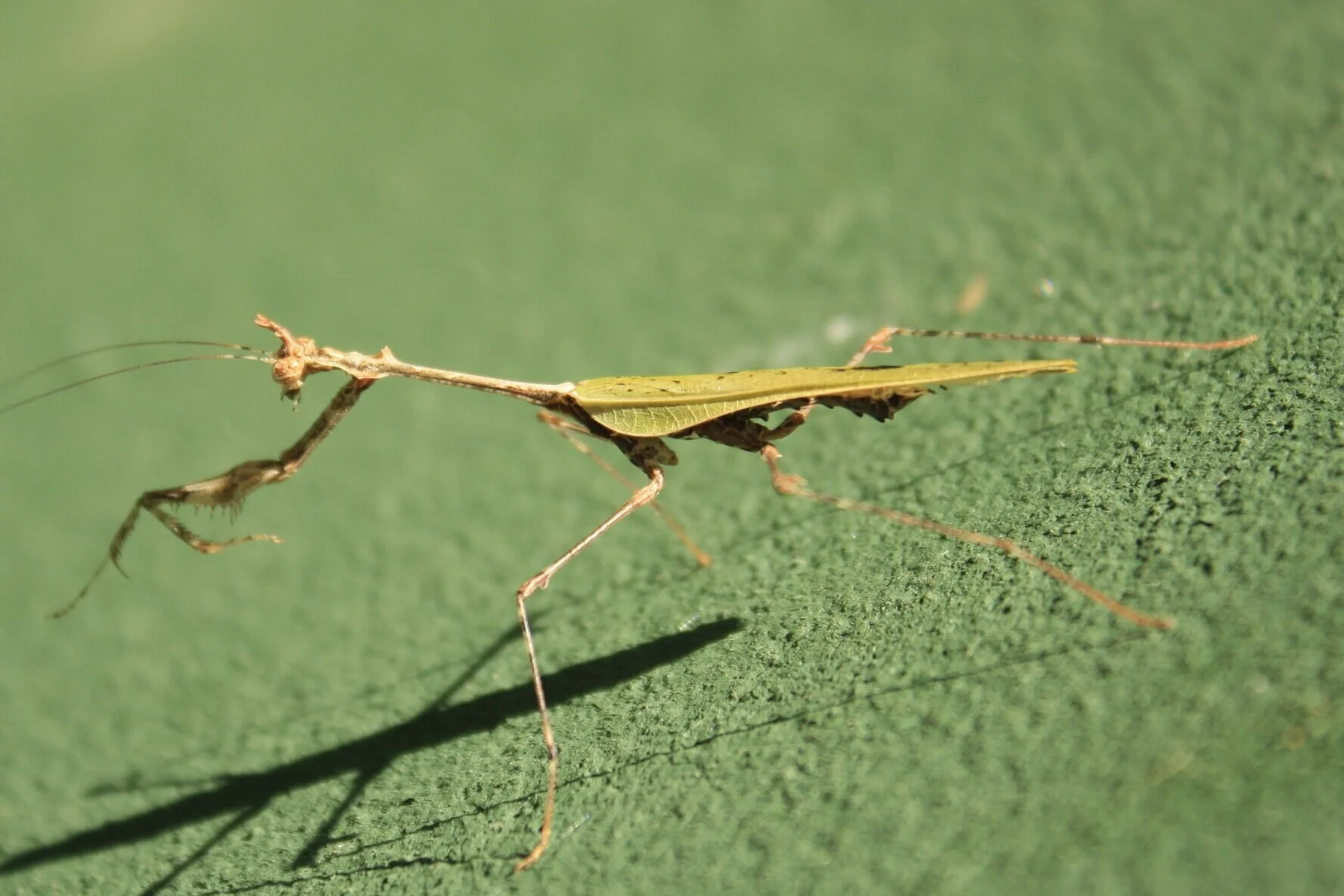 PRAYING MANTISES OF UKUWELA — WTF Entomology