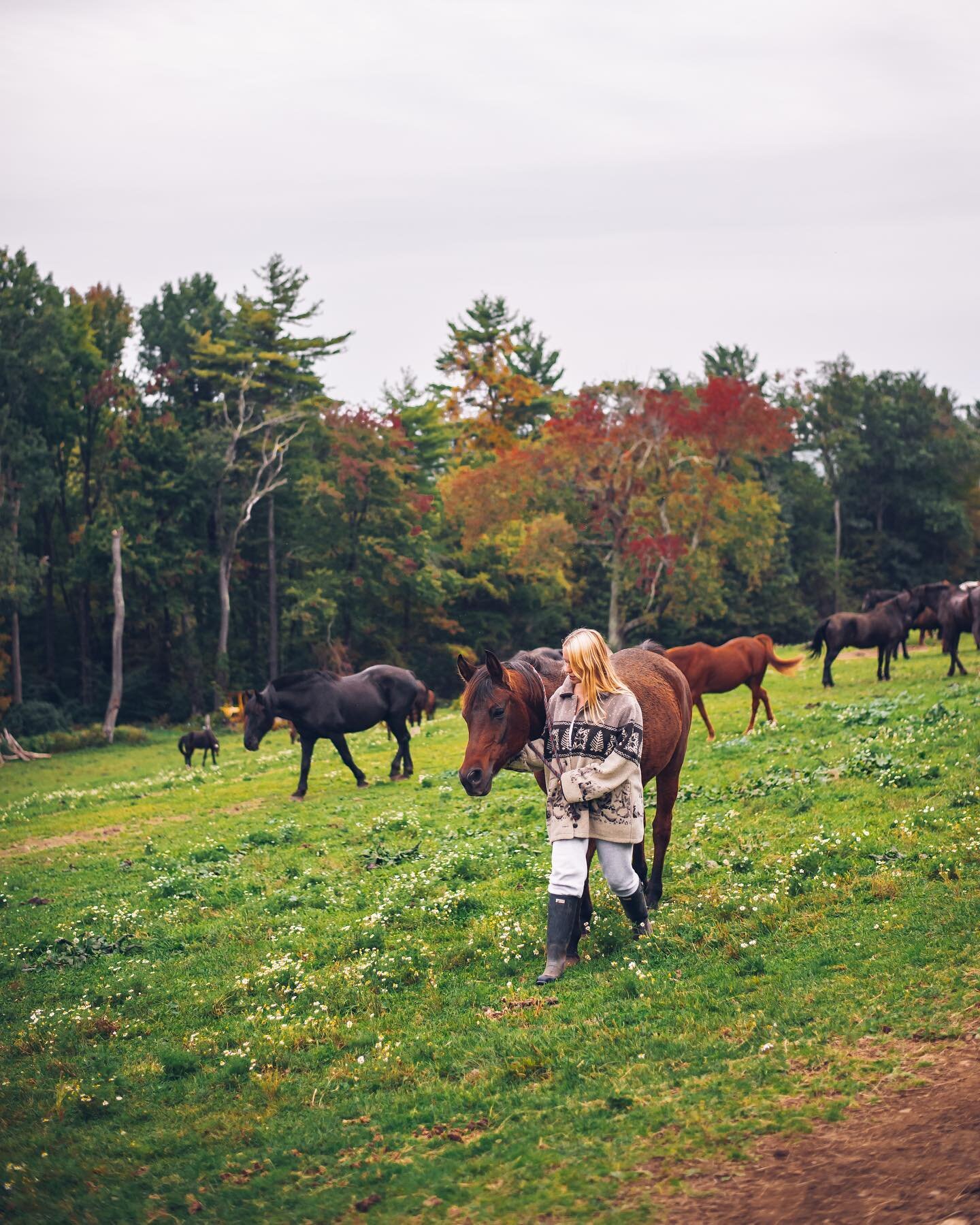 A girl and her horse &hearts;️
.
.
.
.
.
#homesweethome #explore #wanderlust #travel #liveyourart #liveyouradventure #horselife #photography #playingwithlight #naturallight #fall #explorer #wonderlust #horsephotography #newhampshire #horsefarm #autum