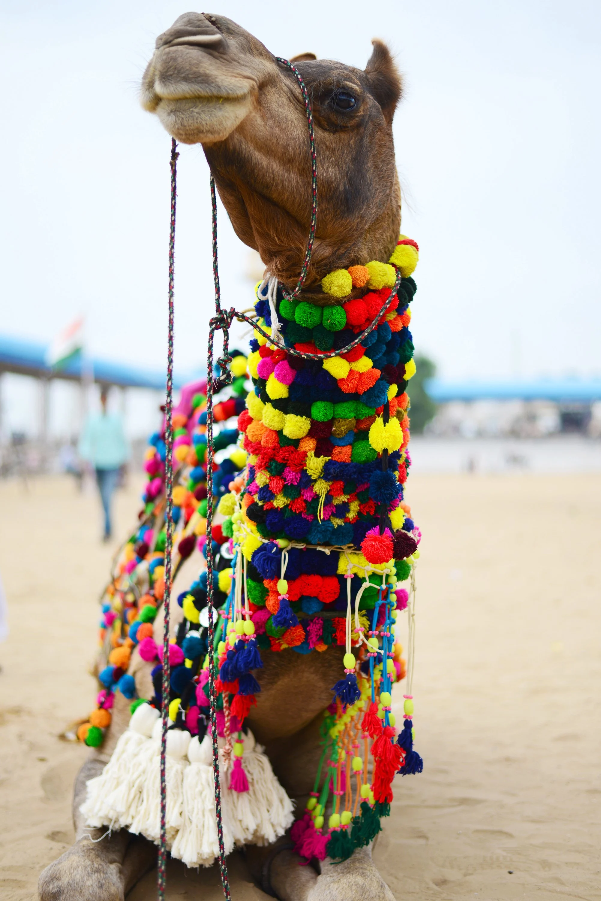pushkar- camel fashion.jpg