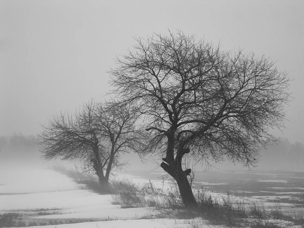 The Making of a Photo - Winter Tree