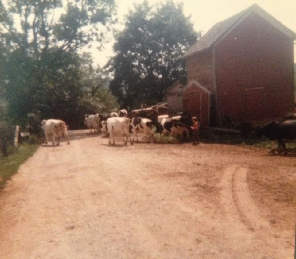 Herding.jpg