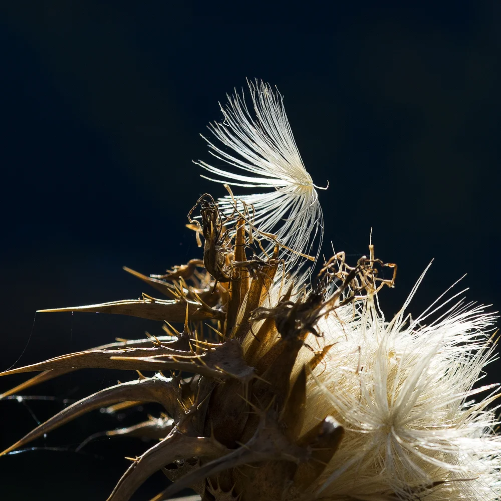 Mariendistel Fruchtstand