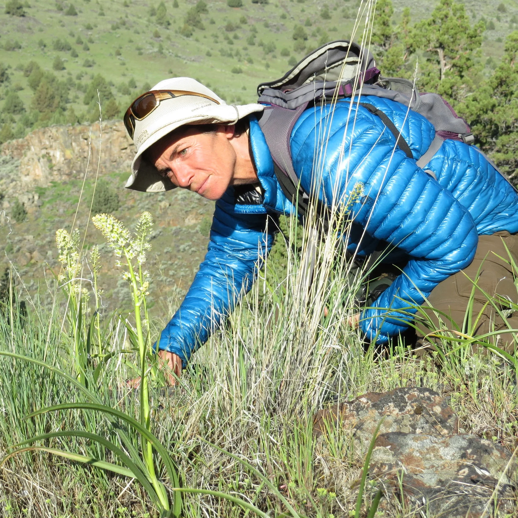 A man crouching among tall green grass and wildflowers, wearing a beige hat with sunglasses, a blue puffy jacket, and a gray backpack, with a background of a hilly landscape covered in bushes and trees.