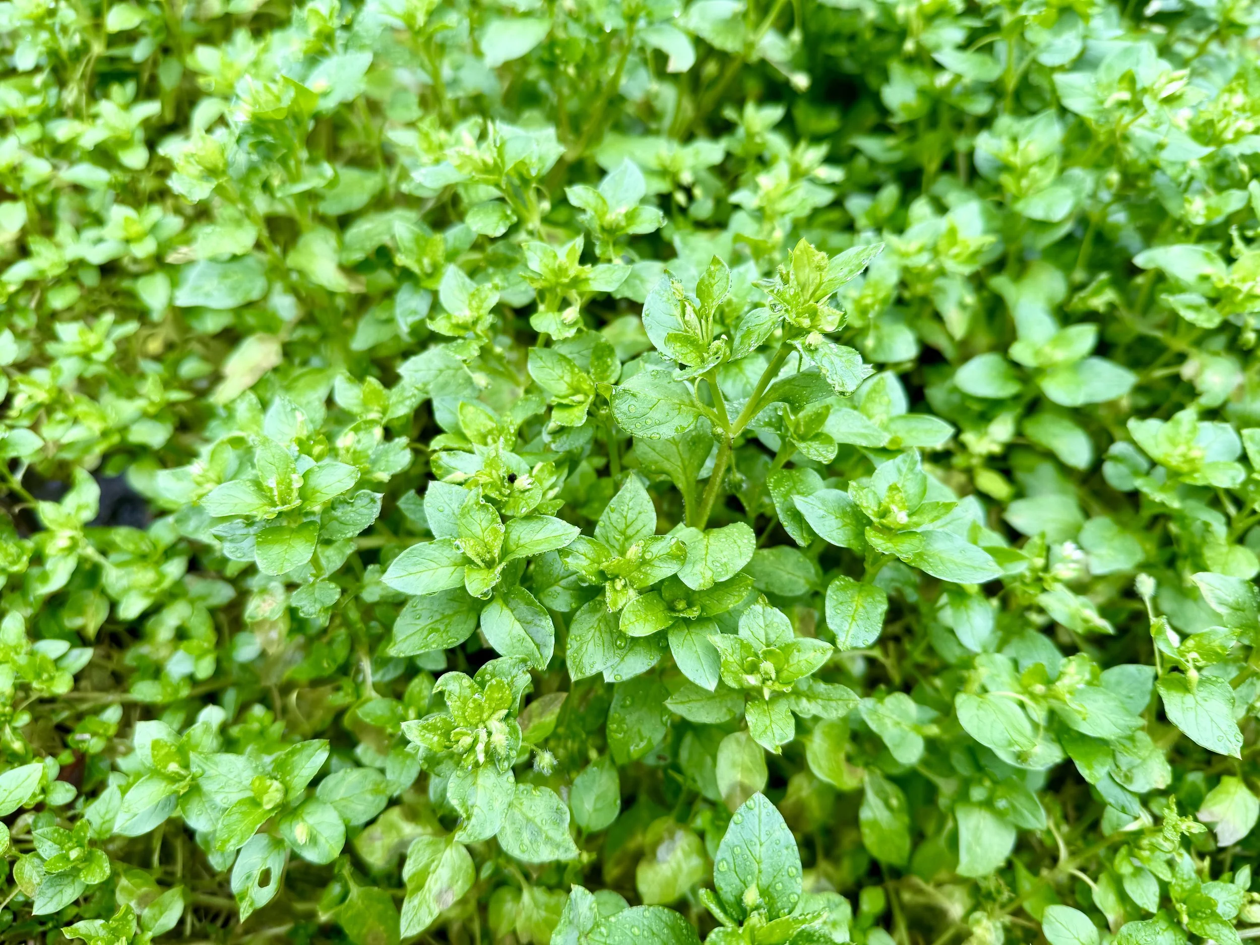 Healing Herbs of the Arboretum Plant Walk
