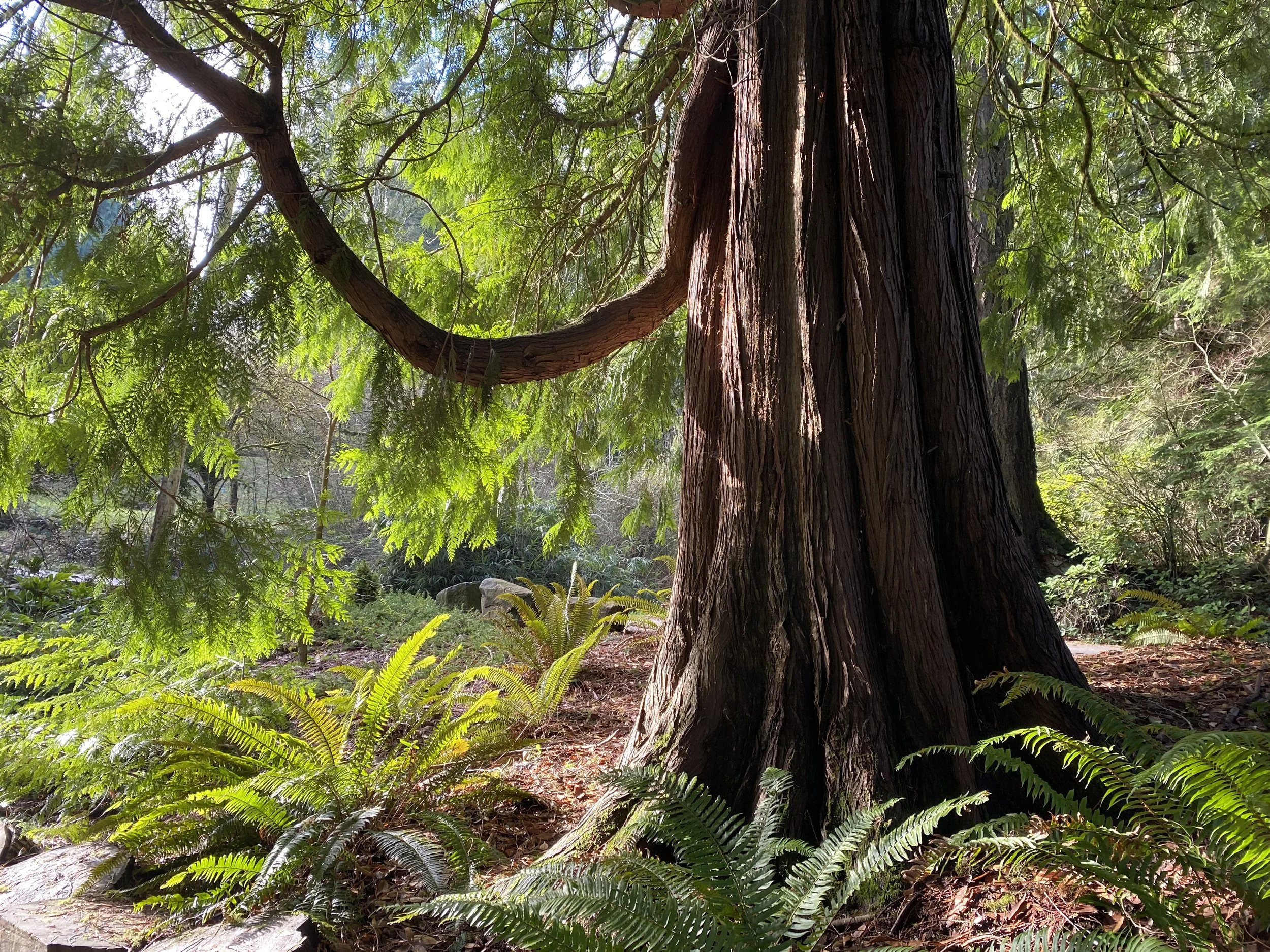 The Medicine of Trailside Plants: Mazamas Base Camp Presentation