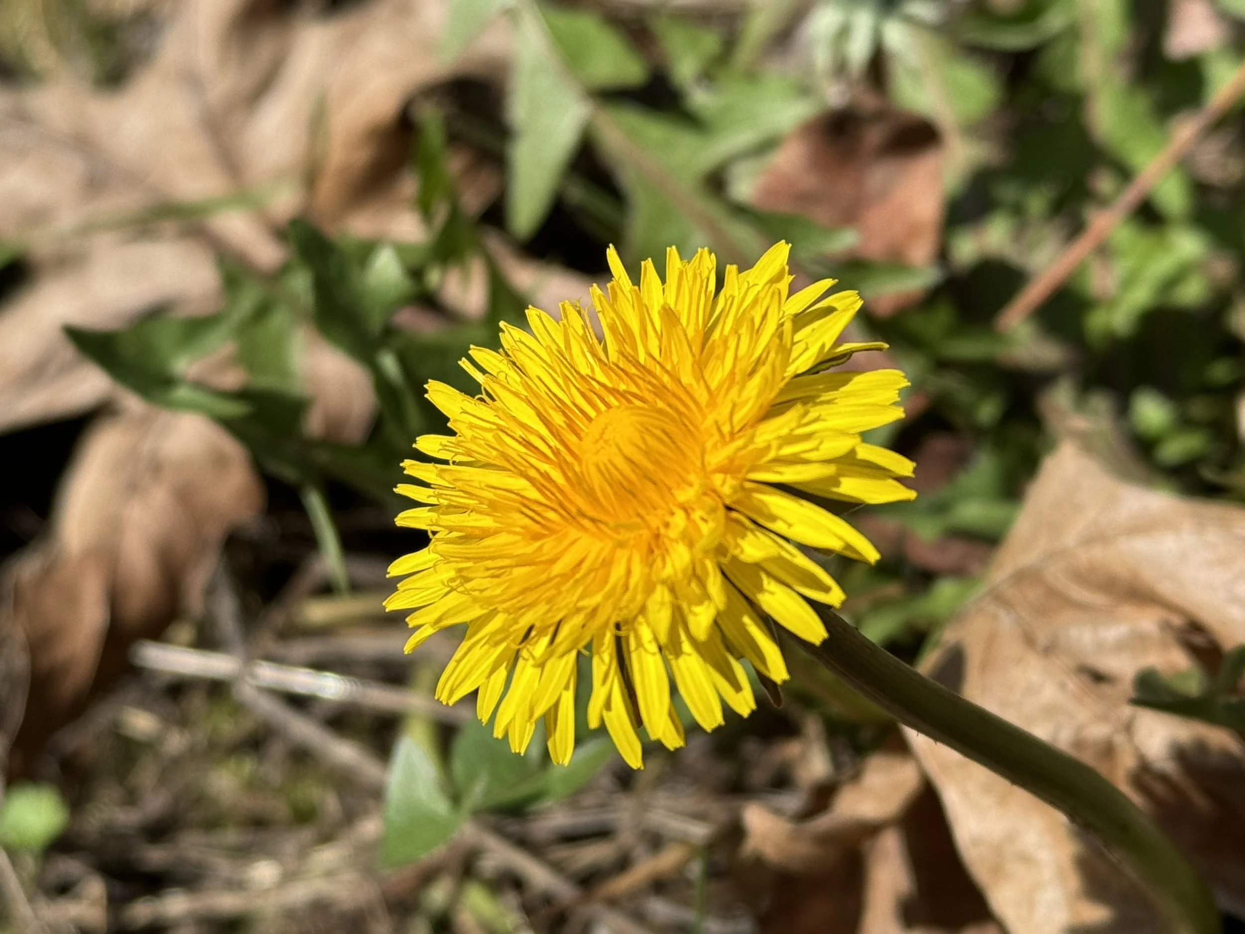 Healing Herbs of the Arboretum Plant Walk