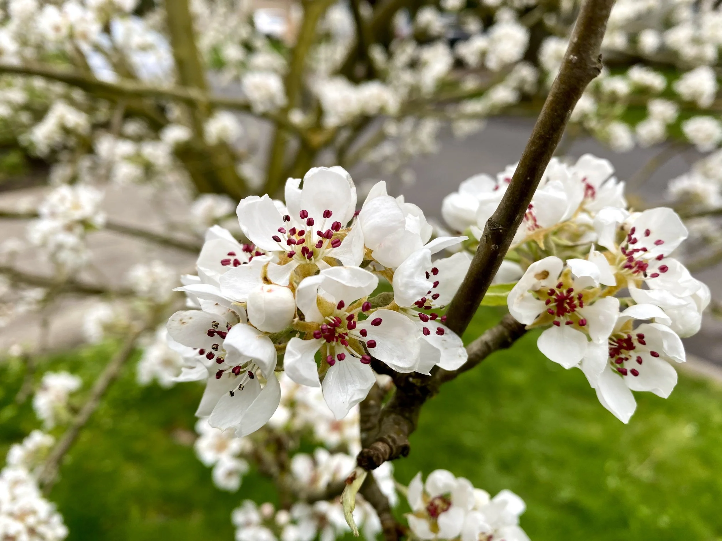 Healing Herbs of the Arboretum Plant Walk
