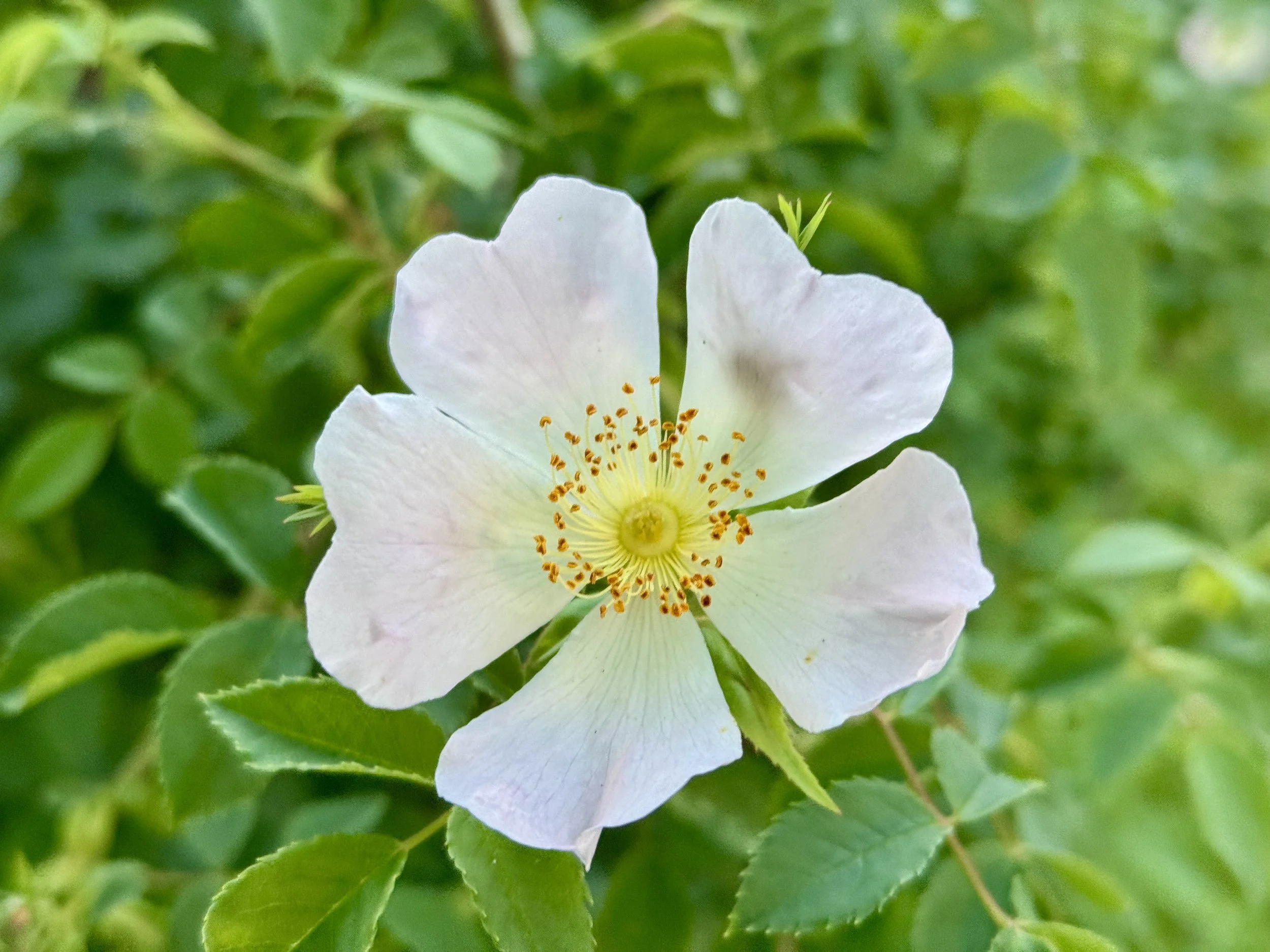 Healing Herbs of the Arboretum Plant Walk