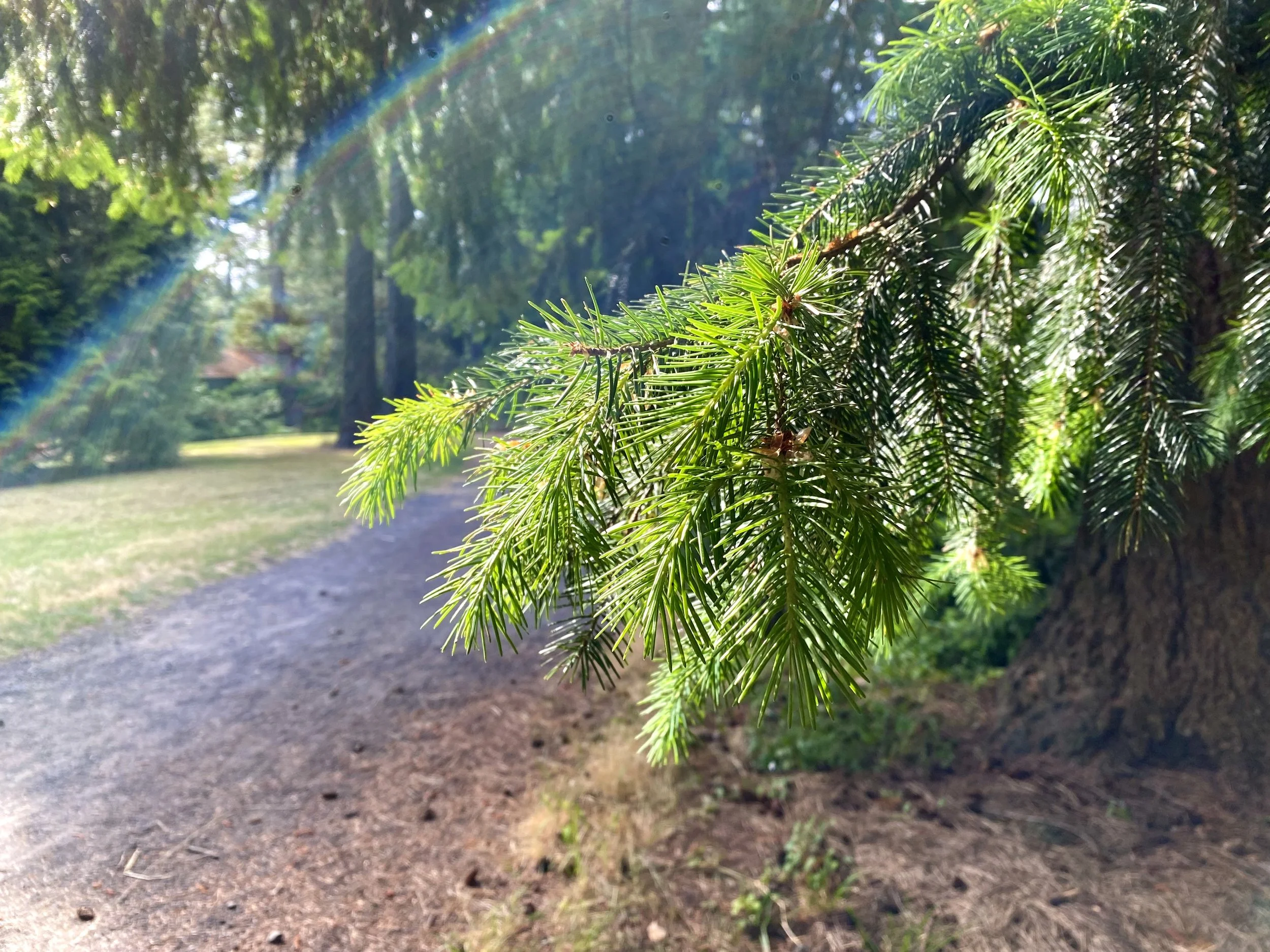 Healing Herbs of the Arboretum Plant Walk