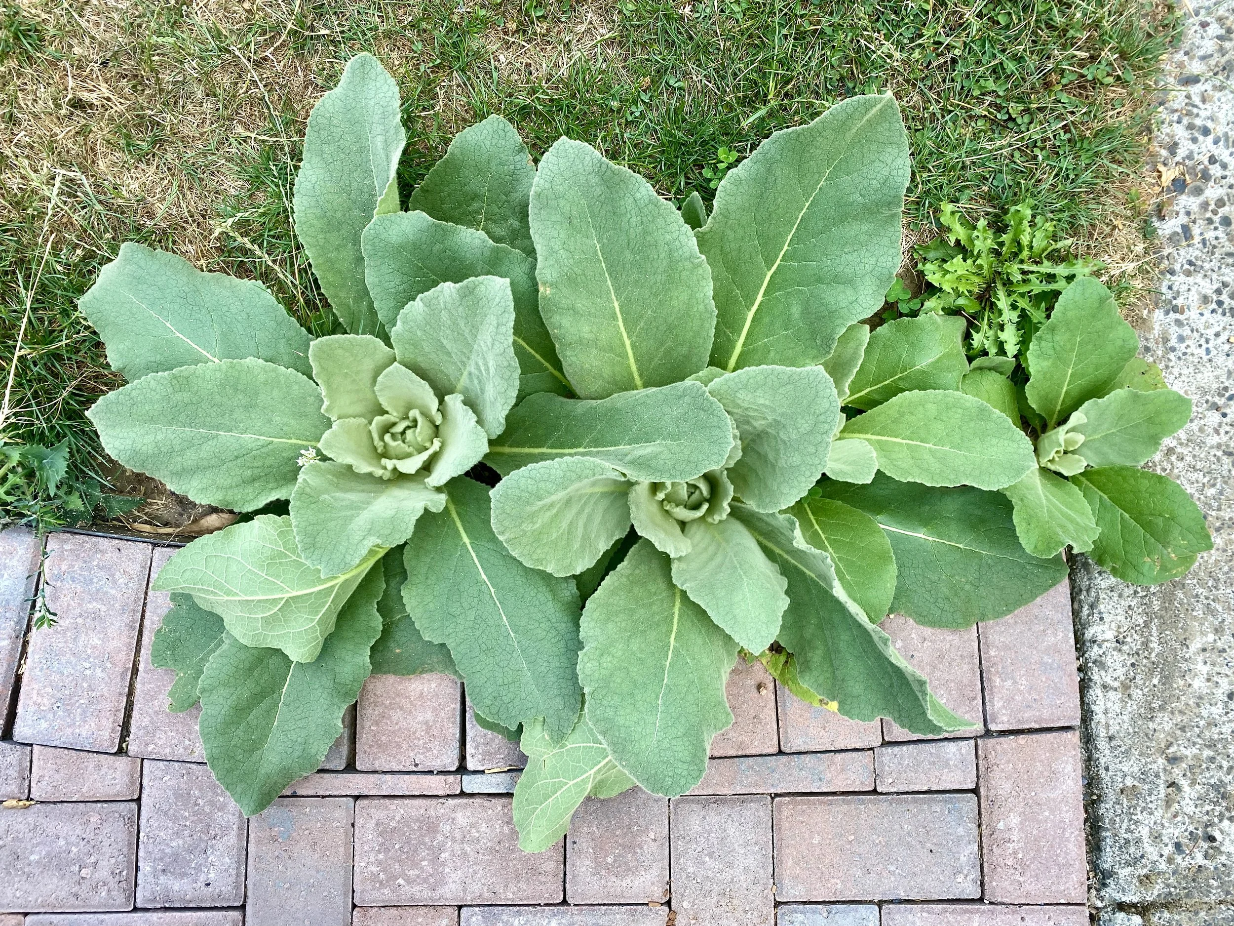 Healing Herbs of the Arboretum Plant Walk